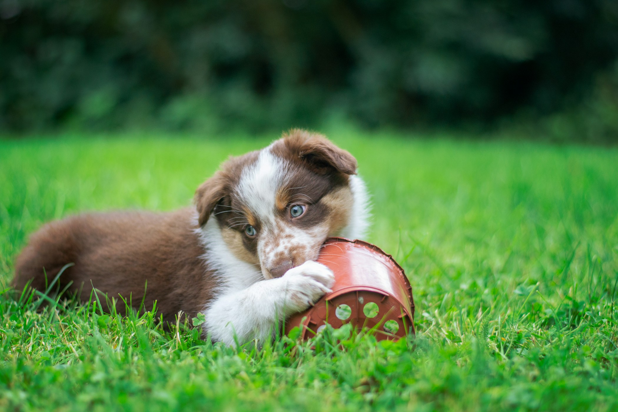 Puppy chewing