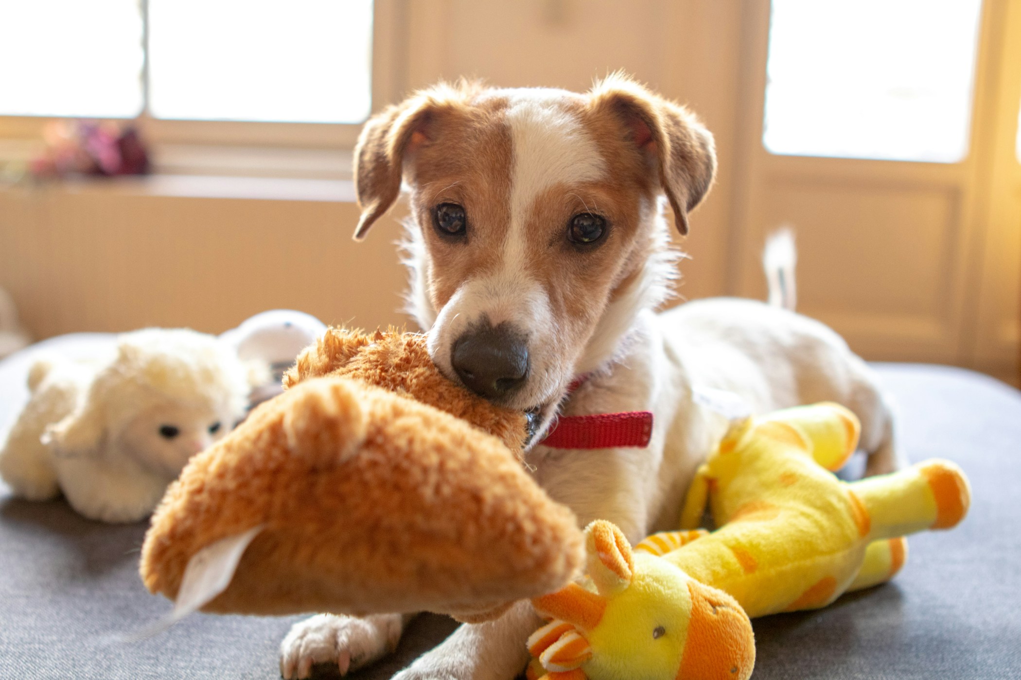 Jack Russell with his toys