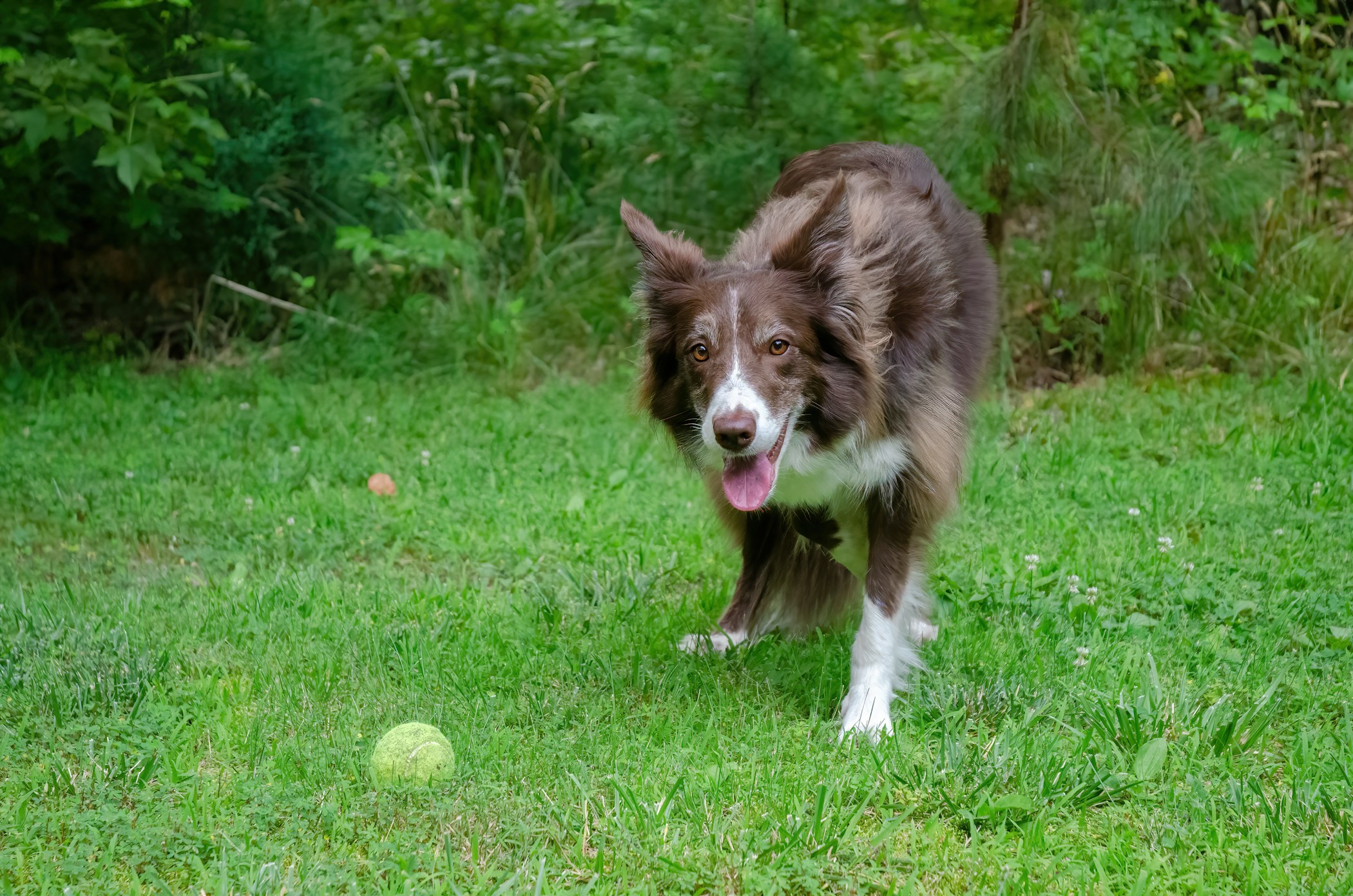 Border collie with a tennis ball