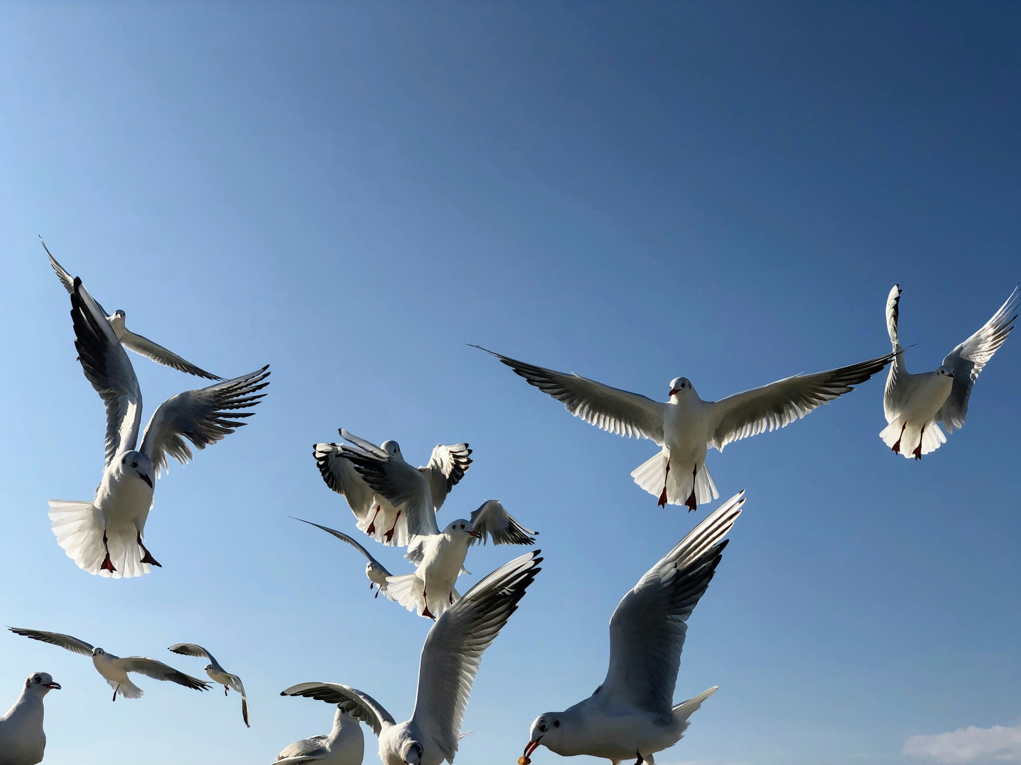 Gulls Fighting Over Bread