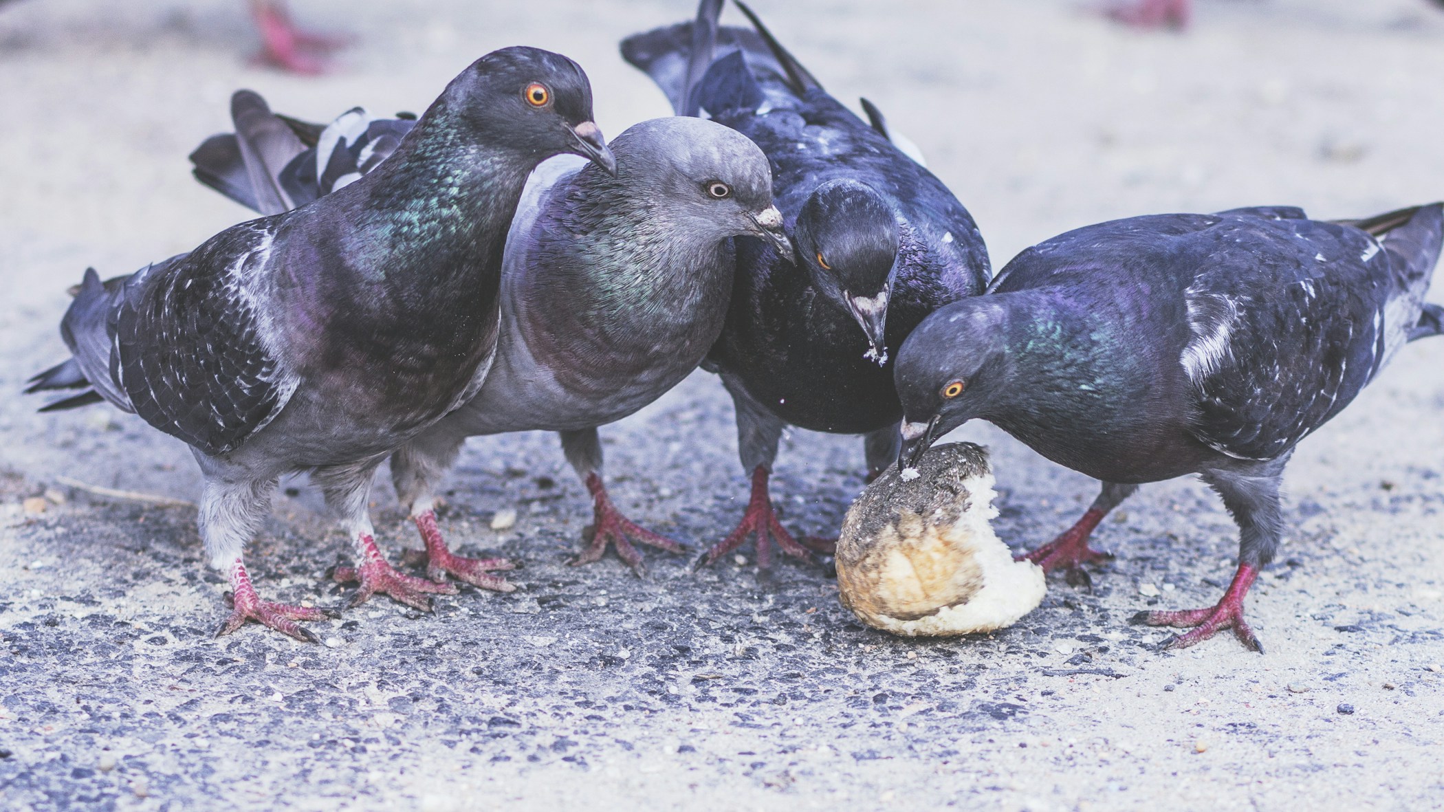 Birds On A Lunch Break