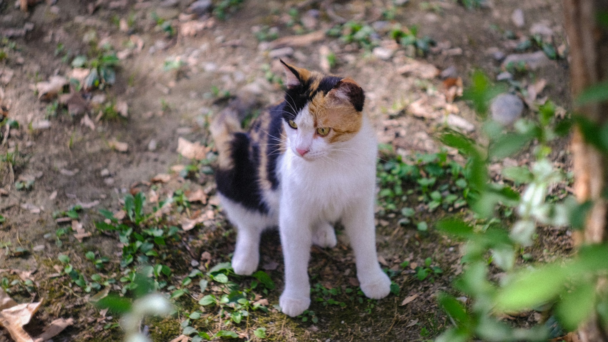 A cat licking after tasty meal