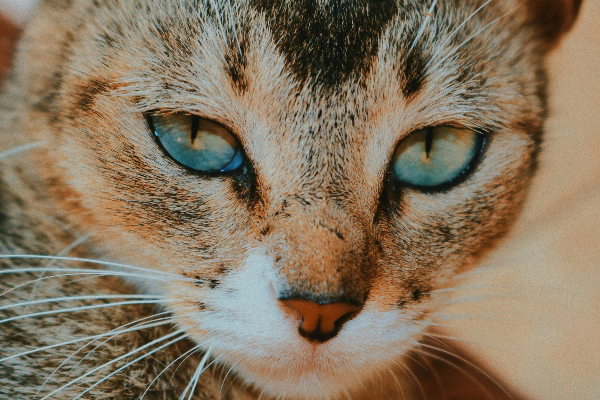 Just a random of a house cat, mainly focused on the eyes.