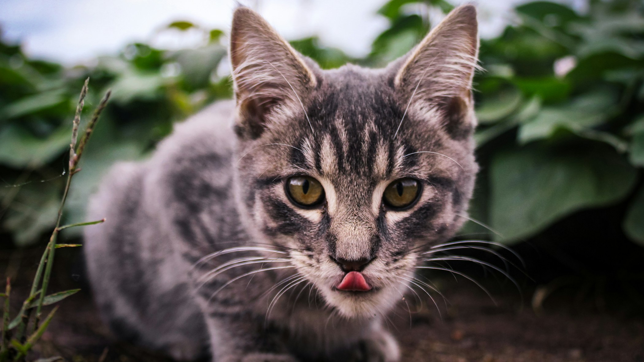 Cat licking lips after eating