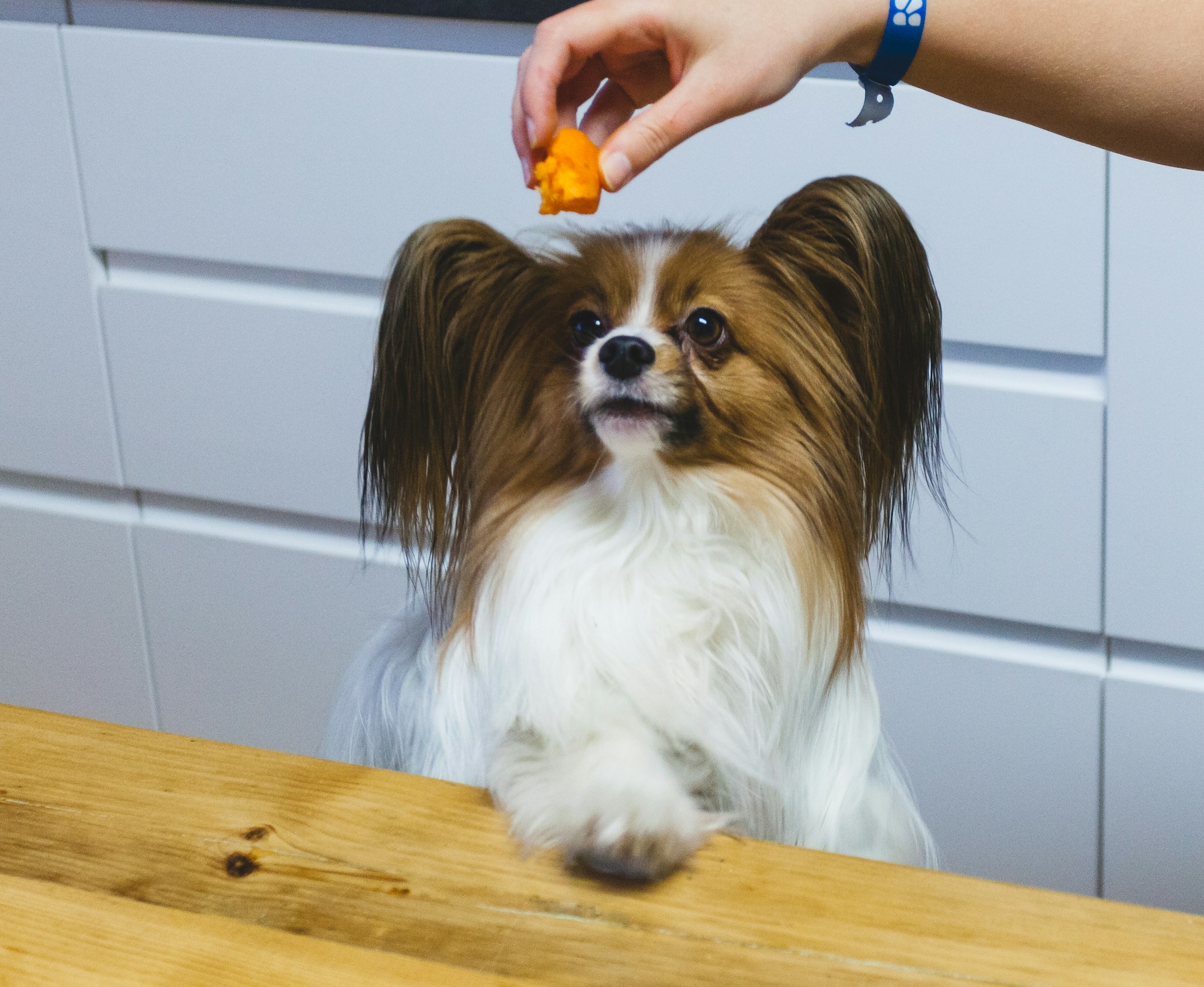 A dog watching a treat