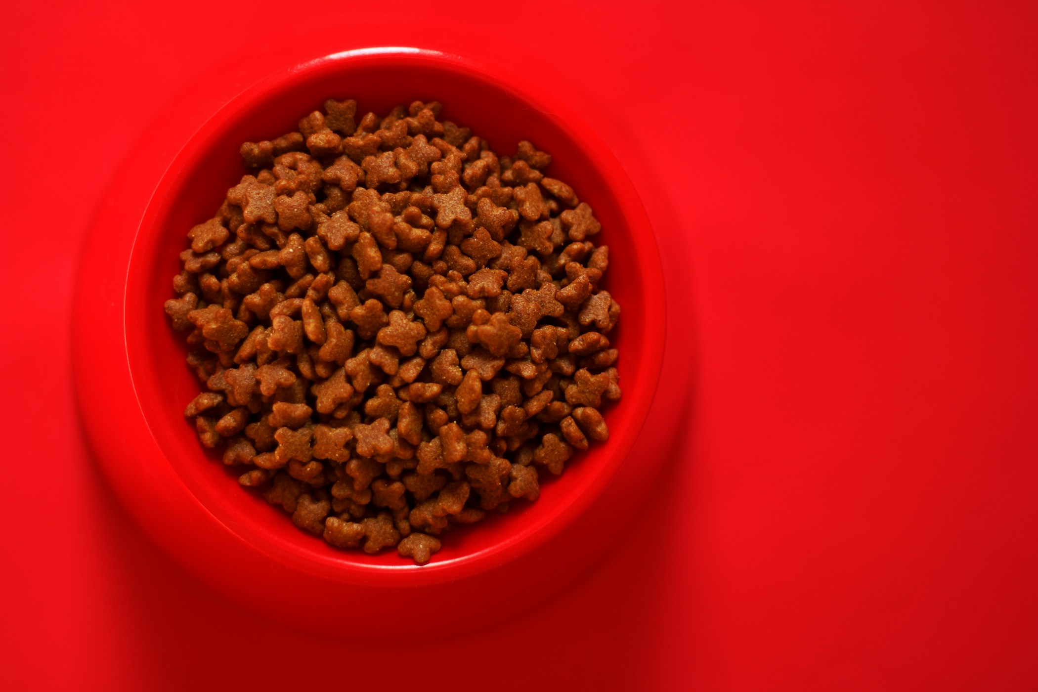 Dog and cat food closeup background