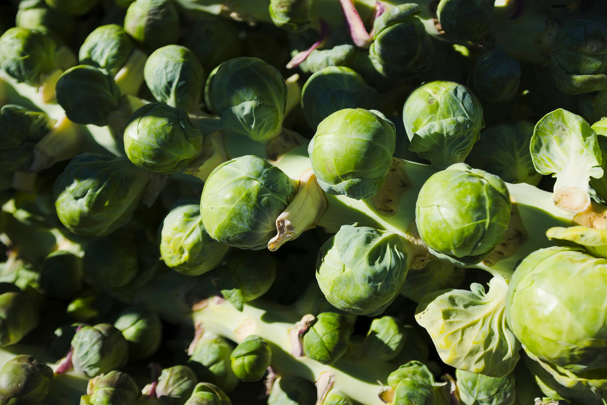 Brussels Sprouts on a Stem