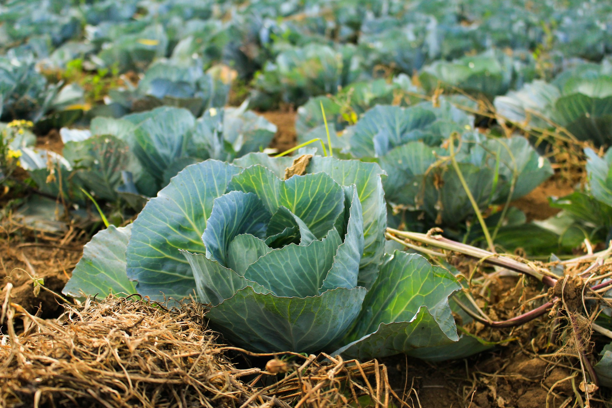 A variety of fresh vegetables, including cabbage