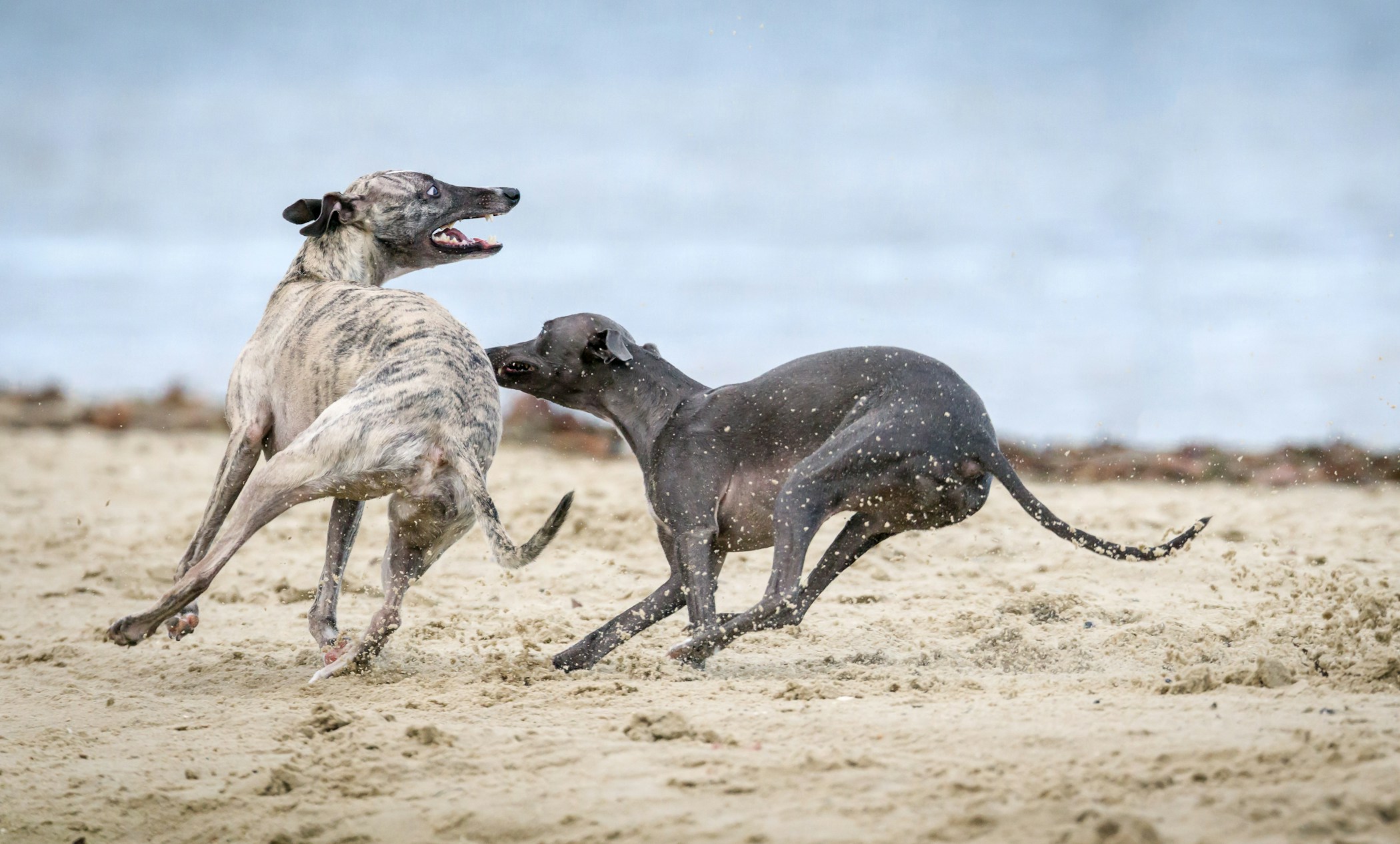 Dogs playing on the beach