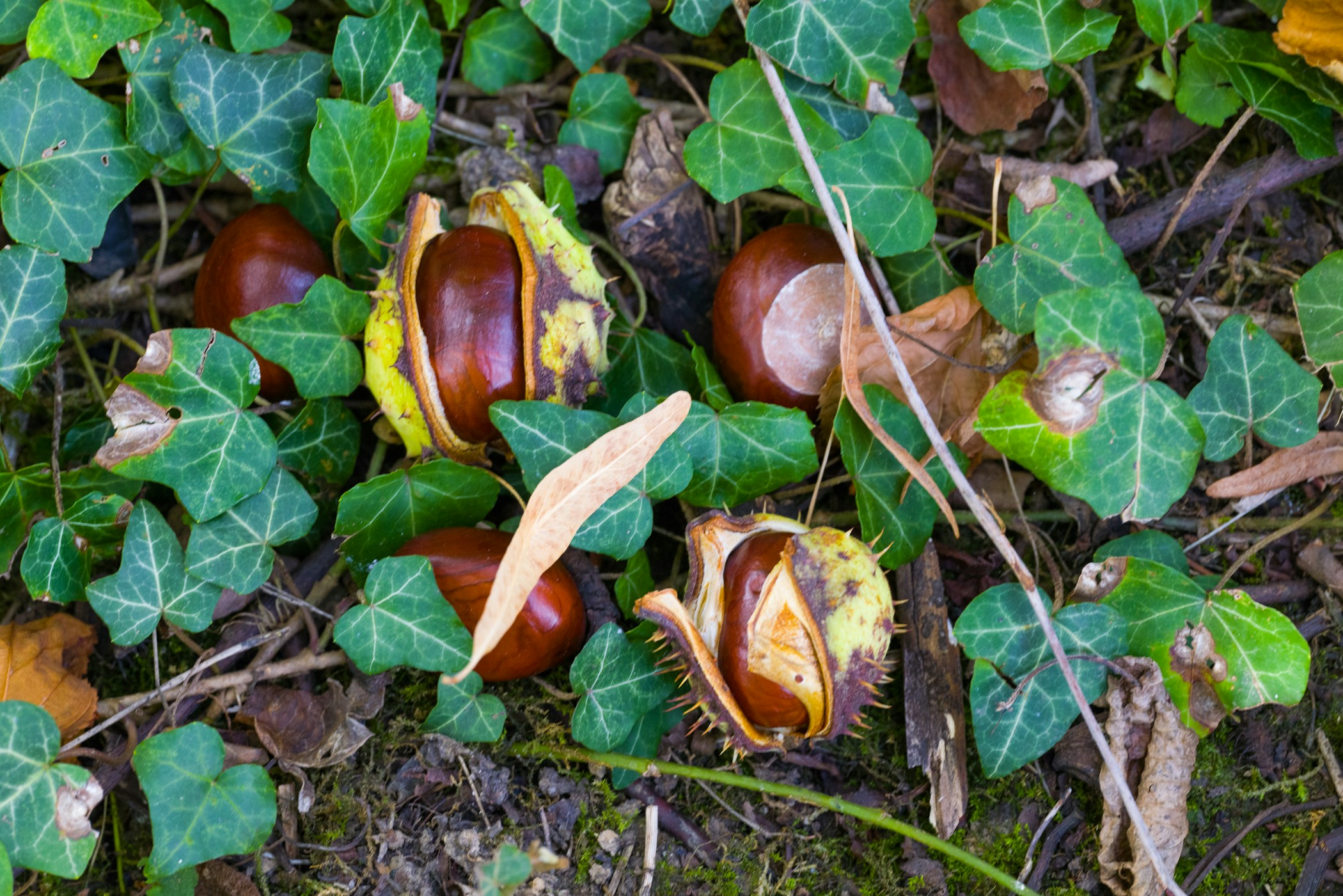 Chestnuts