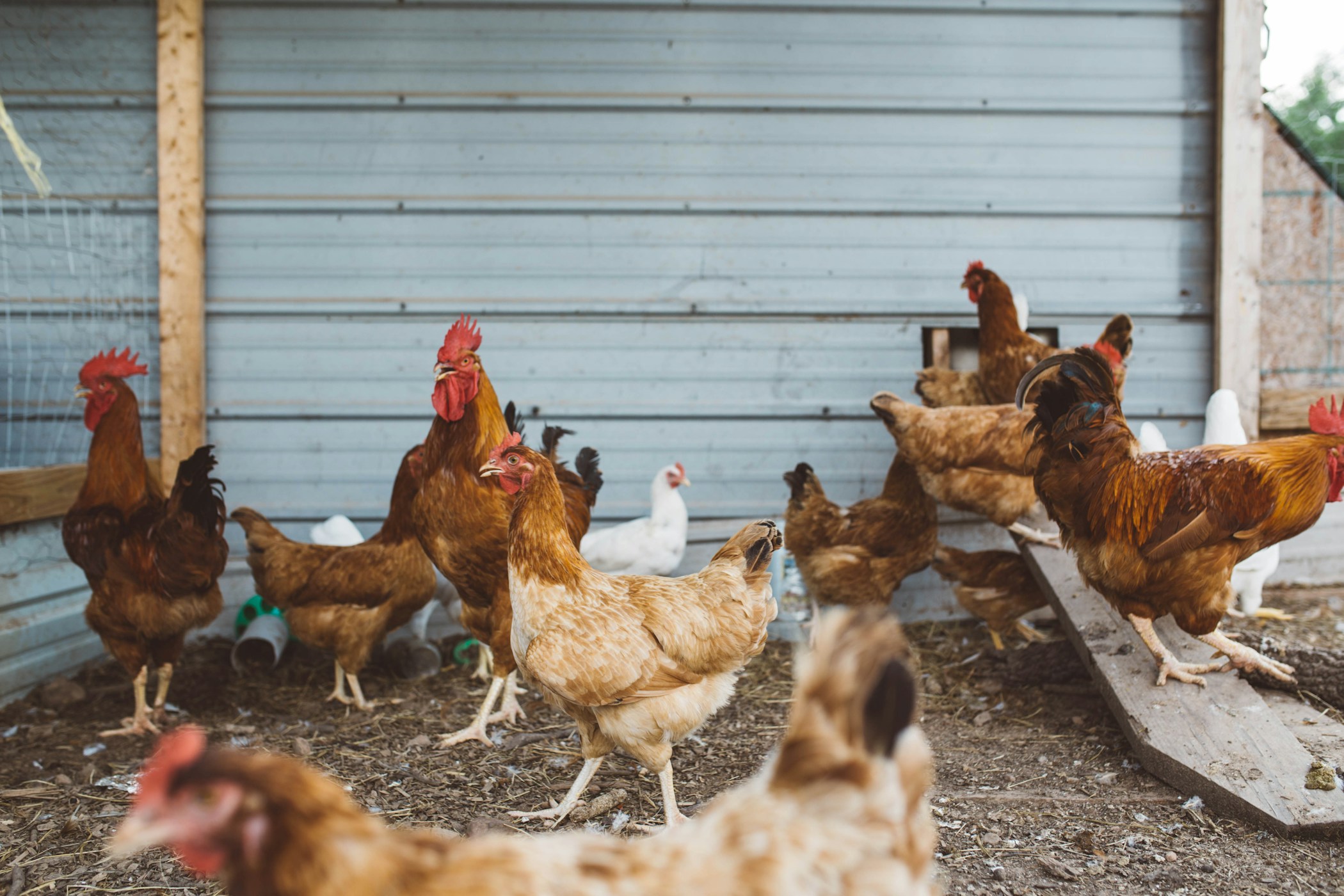 Arkansas chickens