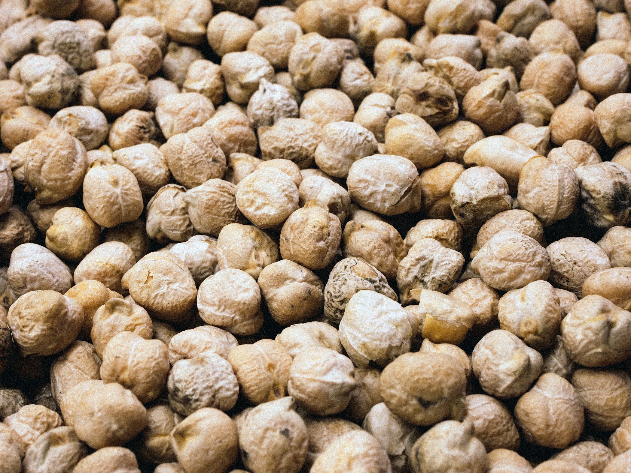 Closeup of dry chickpeas