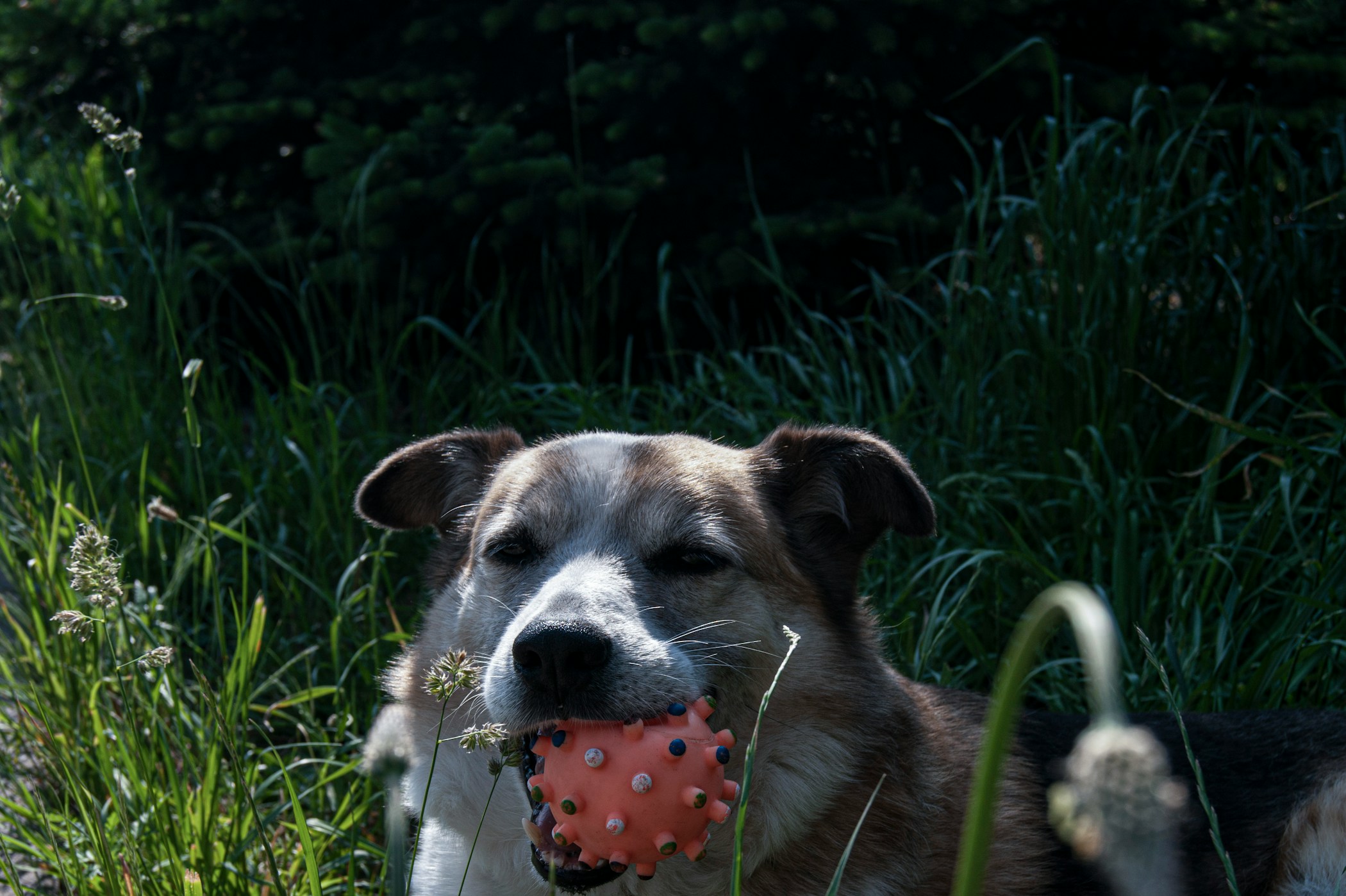 Dog looking at food