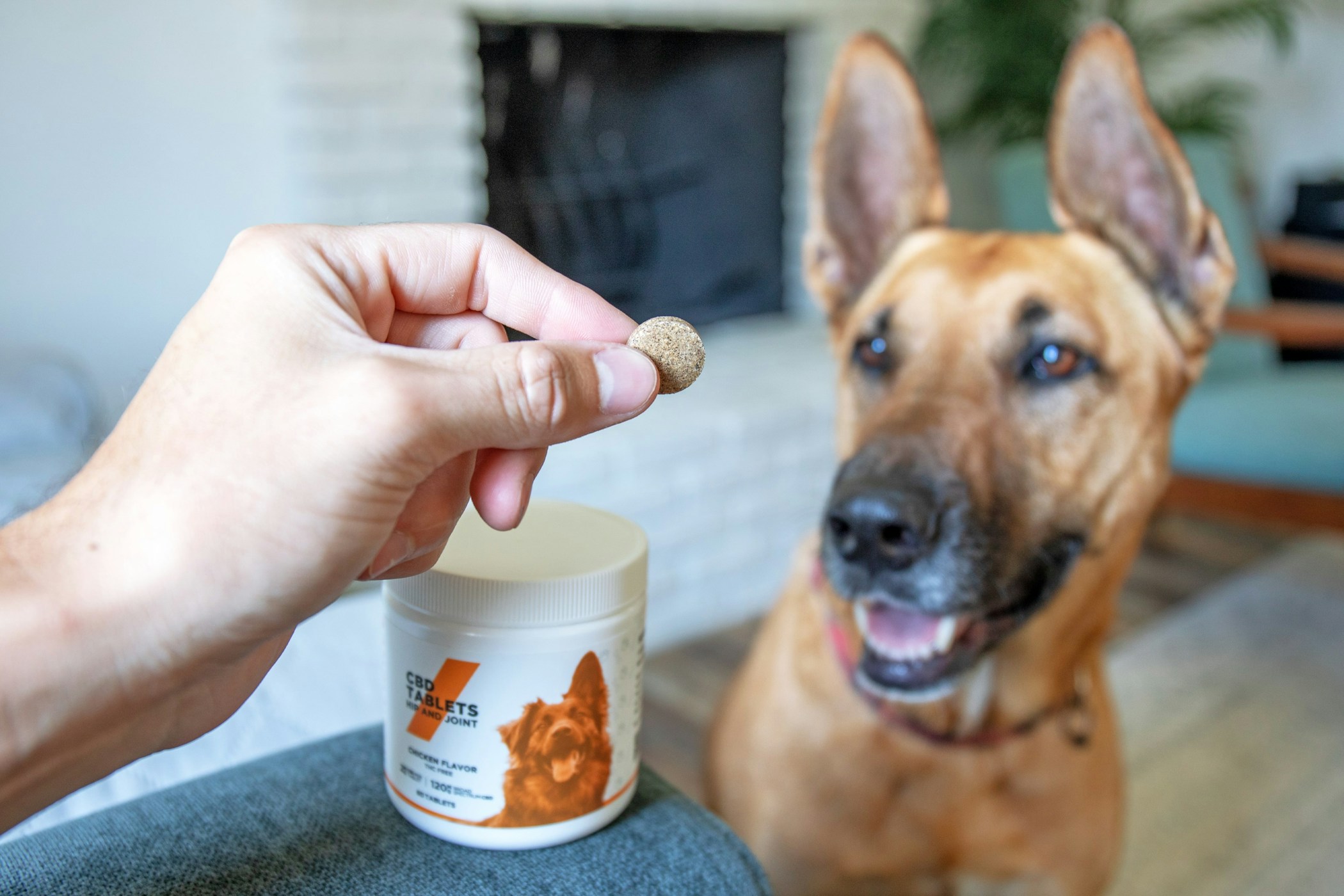 Person feeding their dog a Resilience CBD tablet