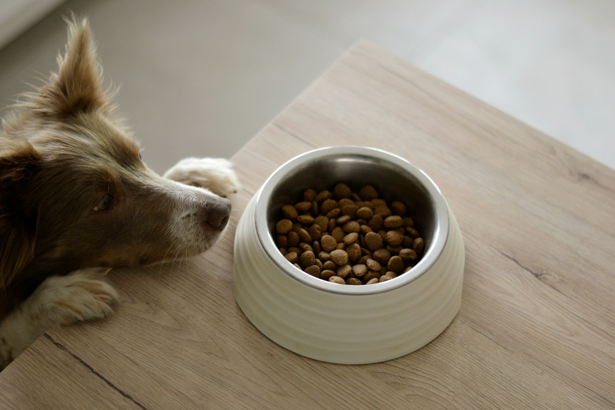 Hungry dog looking for food.