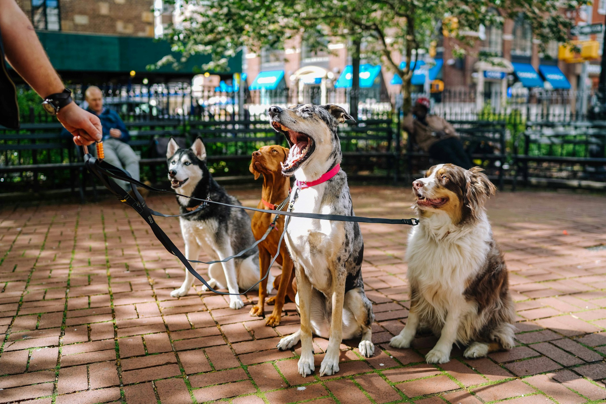 Two dogs on a walk