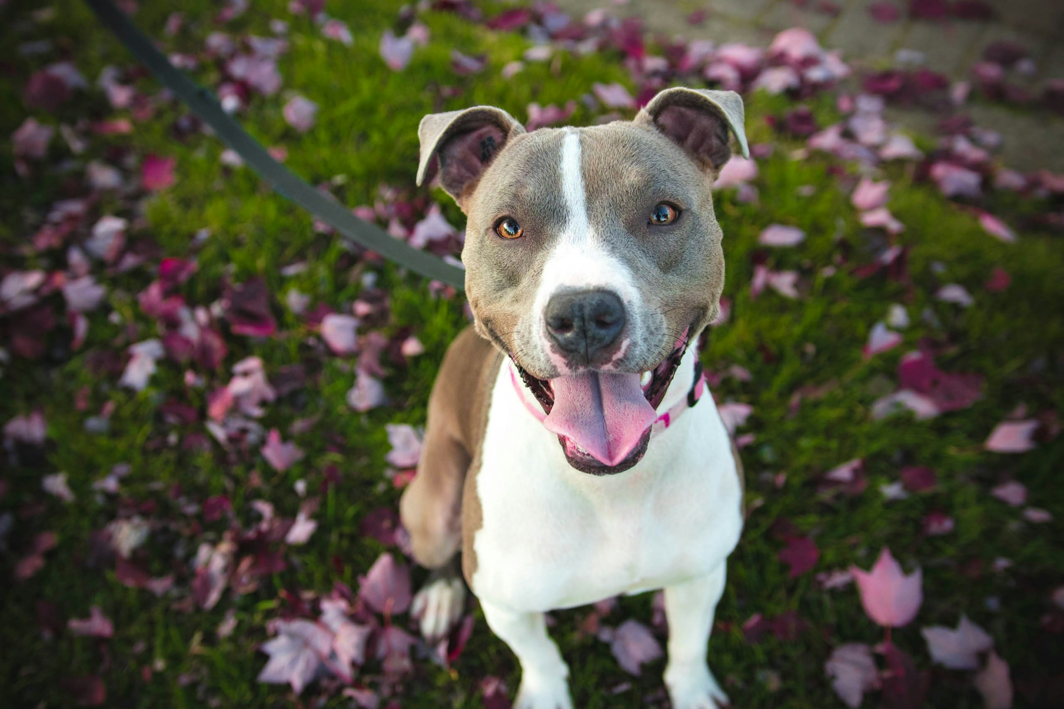 Photographed this beautiful dog named Dolly for a volunteer run initiative called PixelPaws.