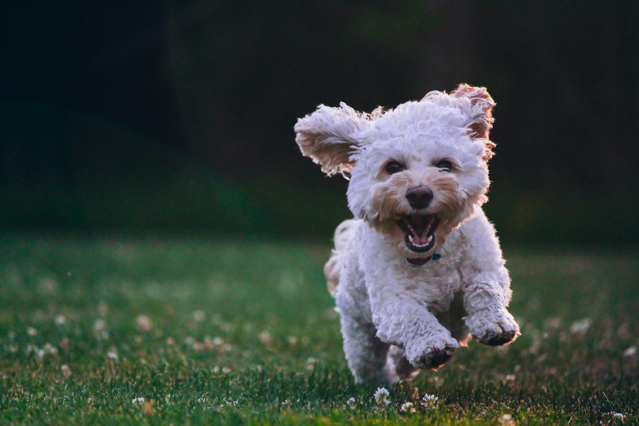 Fluffy cockapoo having the time of his life at the park