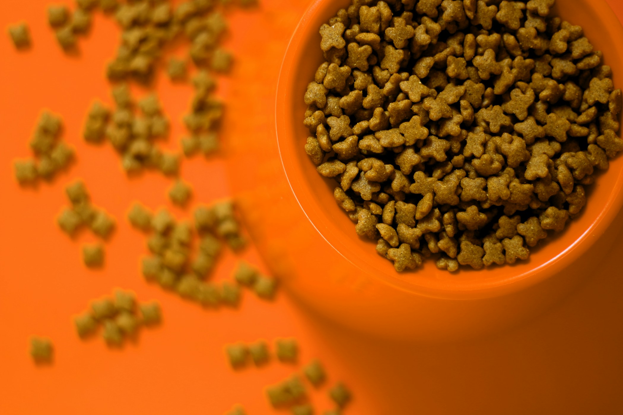 Dog and cat food closeup background