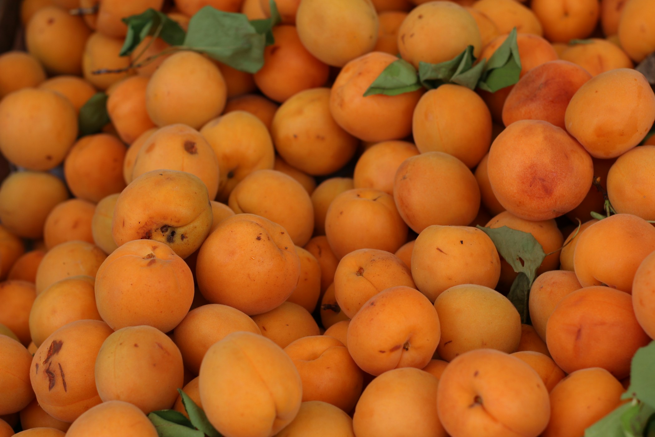 Fresh apricots