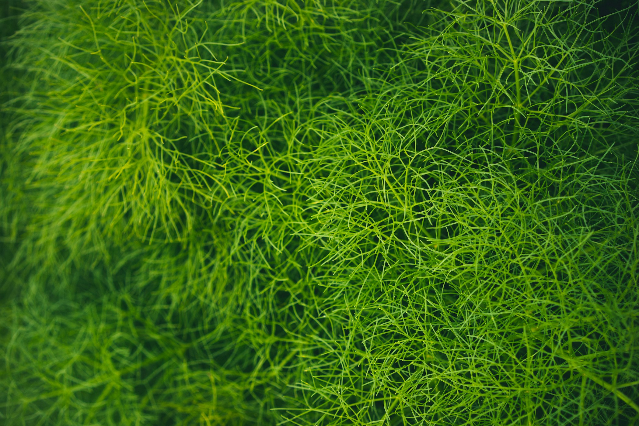 A bush of wild fennel