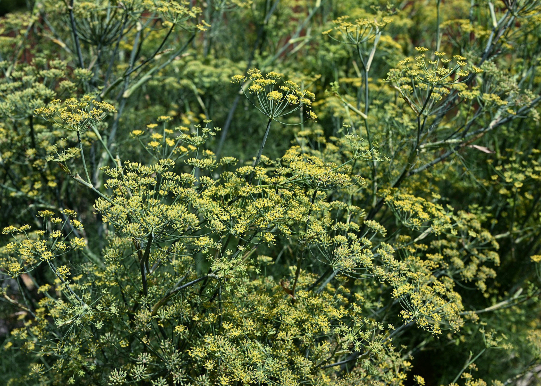 Fennel flowering and in bloom