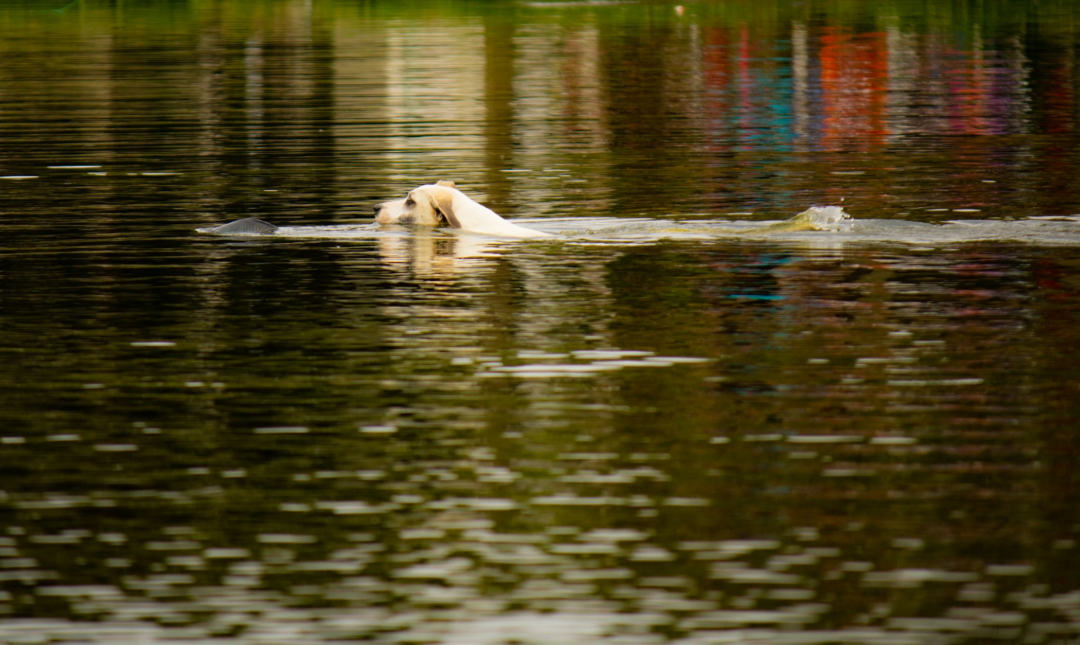 A dog swimming in the lake