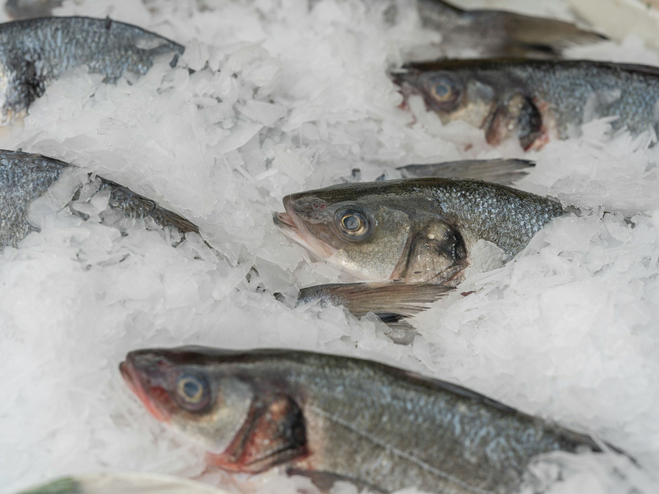 Fresh fish at the market