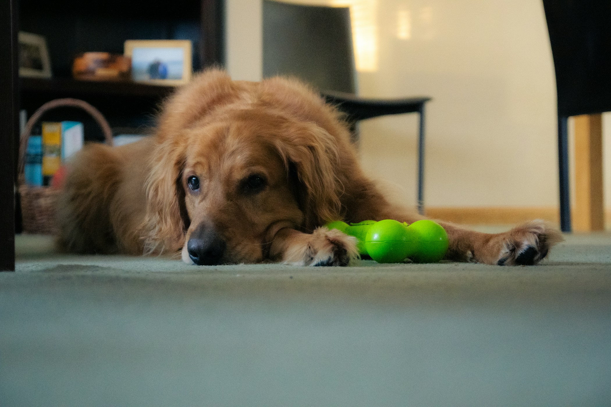 Dog with fruit