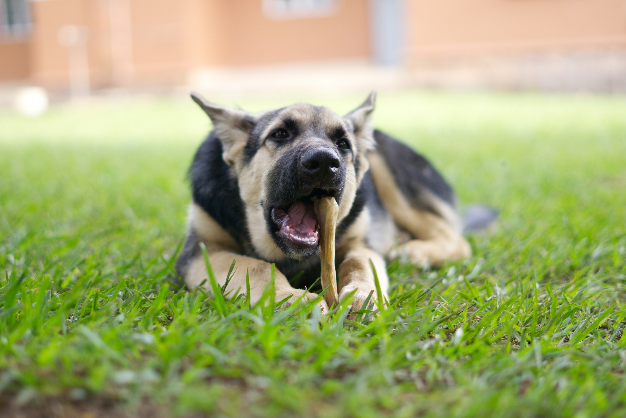 Dog chewing on bone