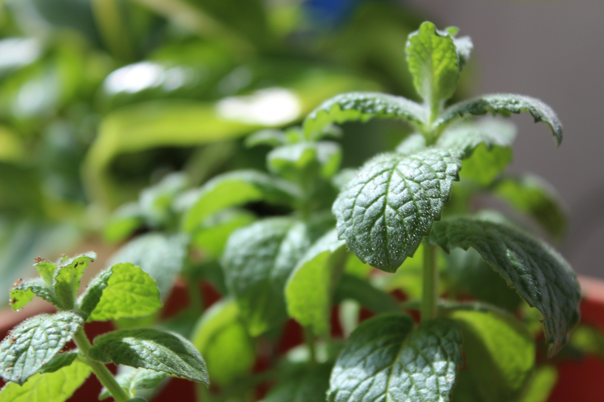 Mint plant