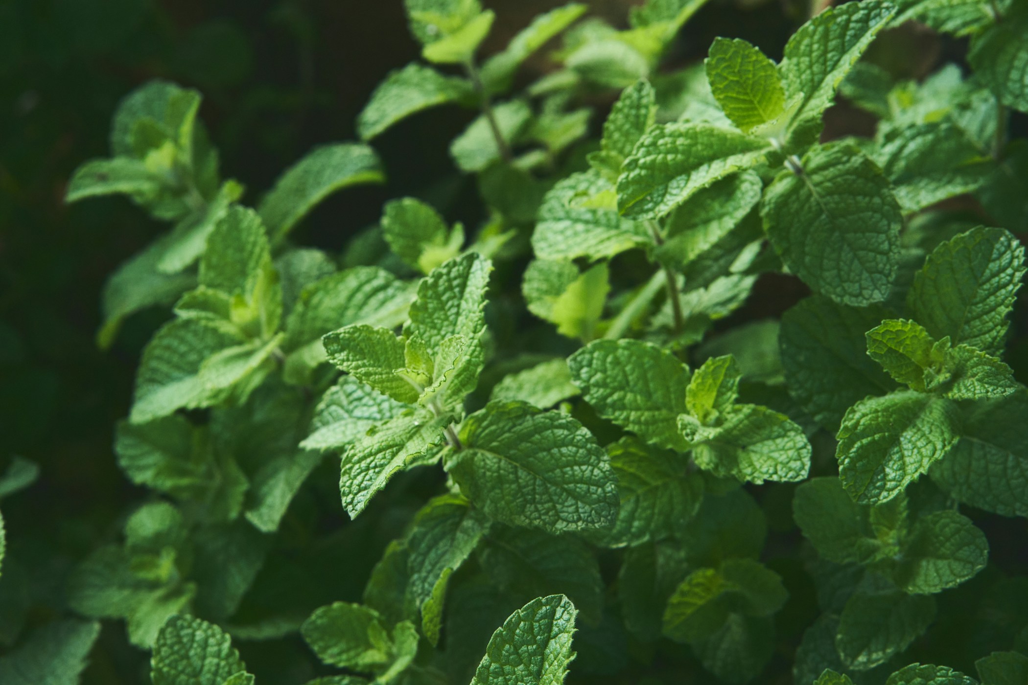 Close-up of fresh mint leaves