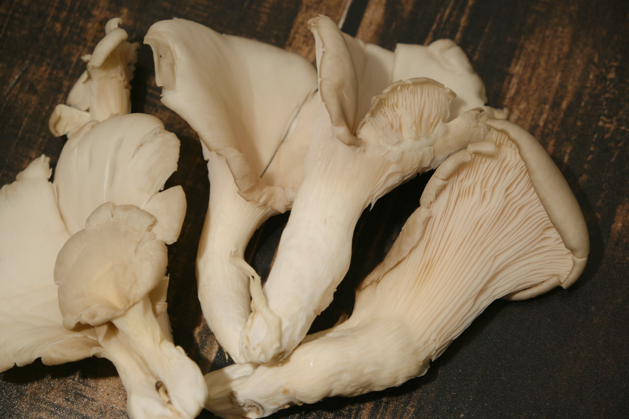 Fresh oyster mushrooms macro