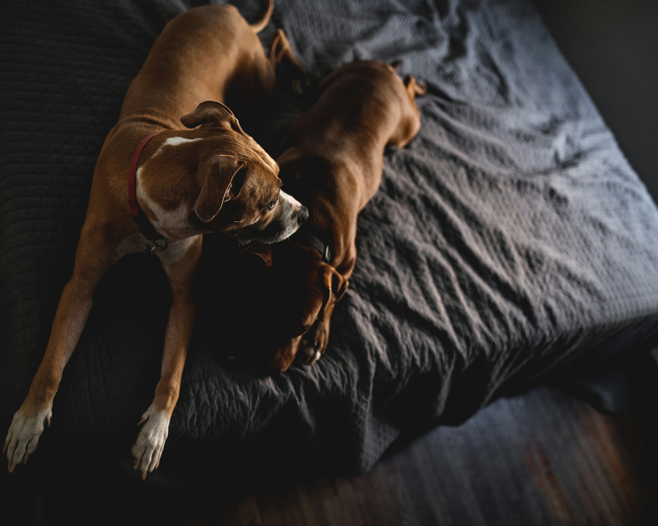 Two dogs looking at the camera