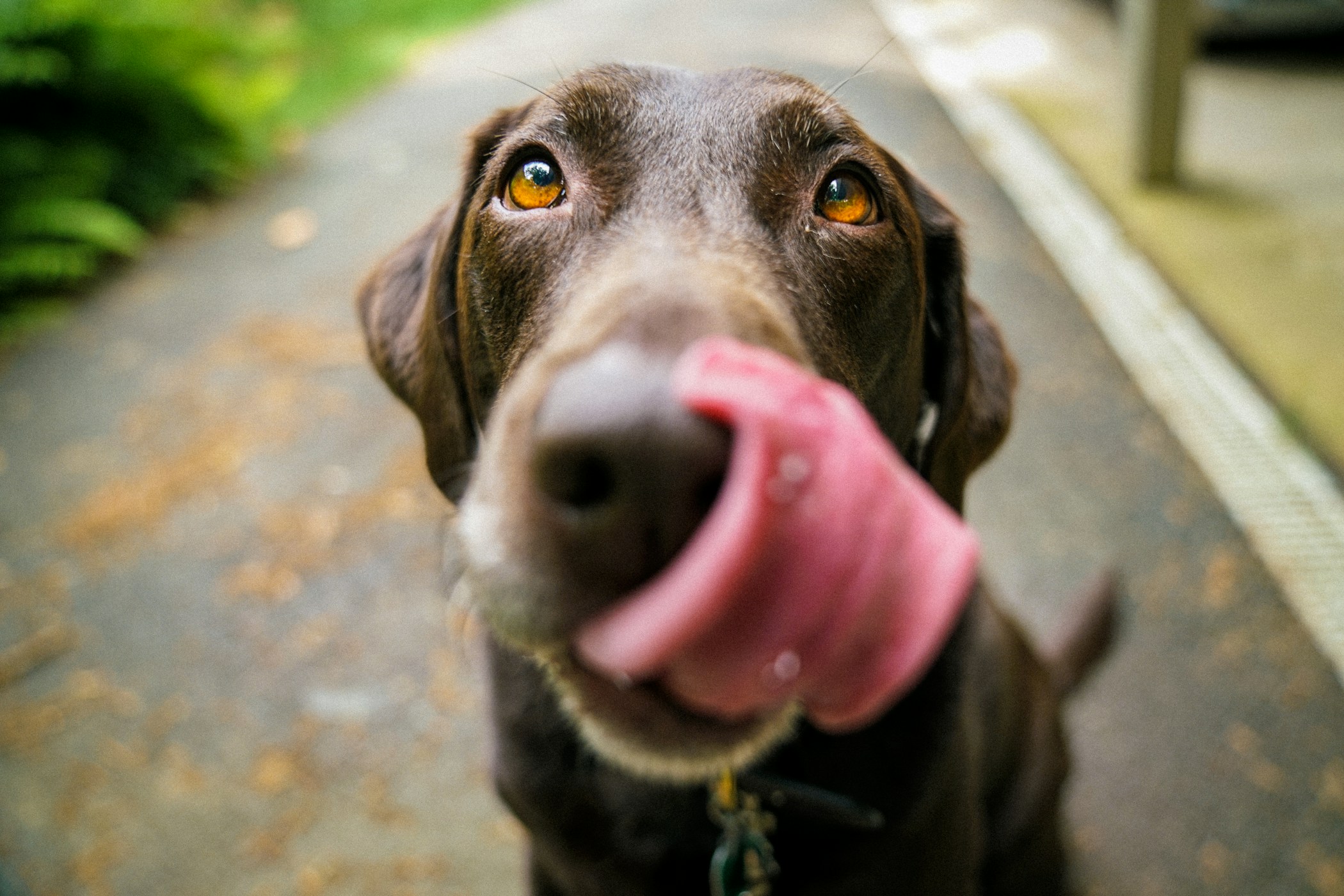 Dog looking at snacks