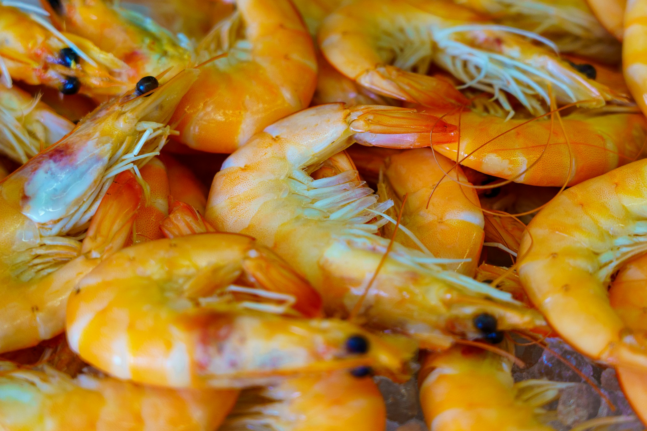 Freshly caught and cooked shrimp in a fishmongers