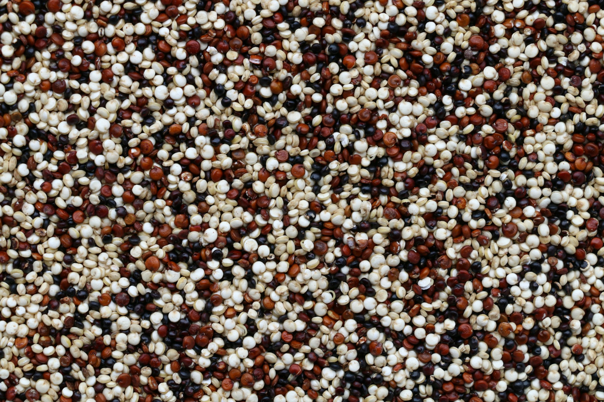 Quinoa - The mother of all grains