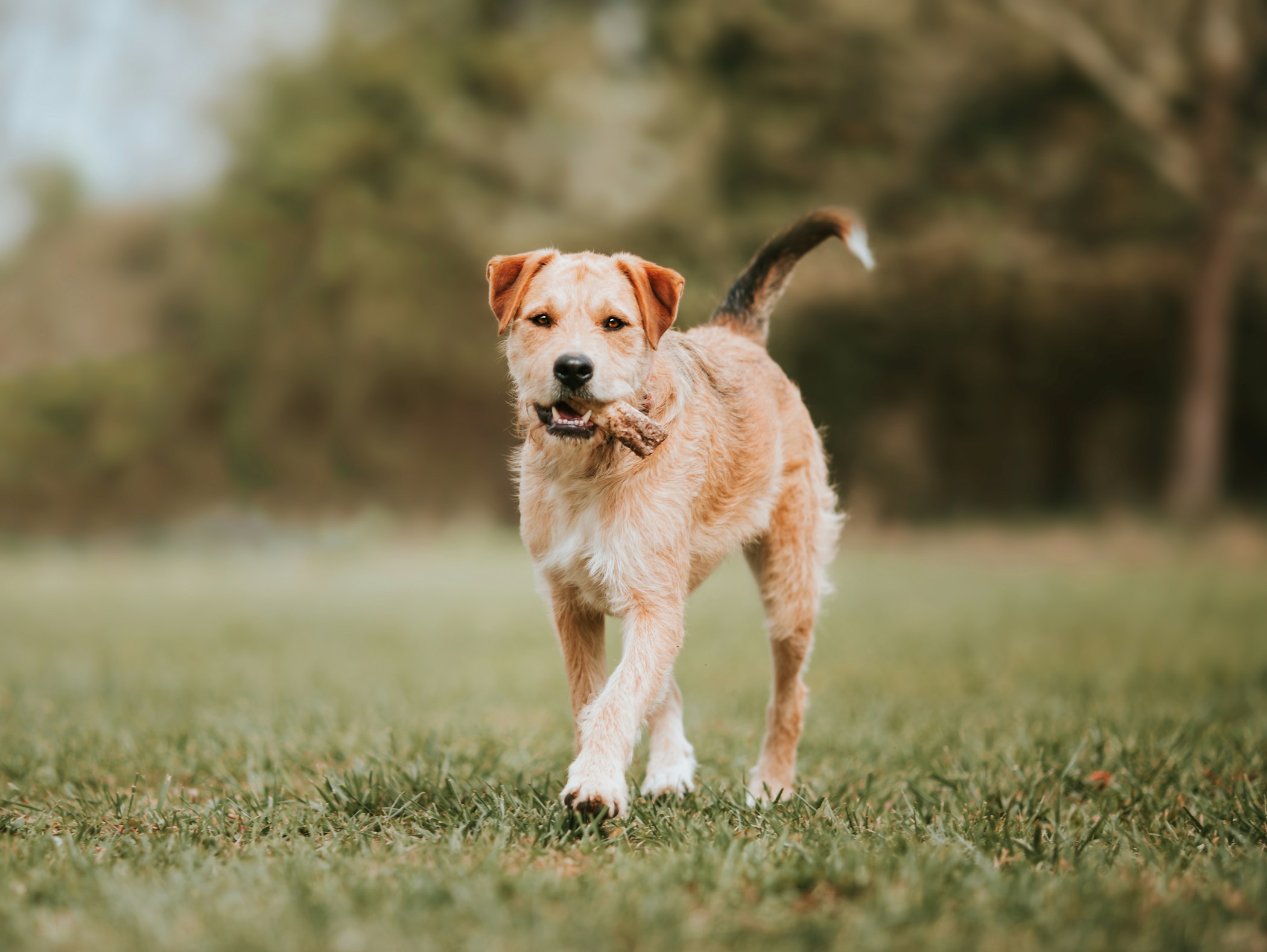 Dog with a bone