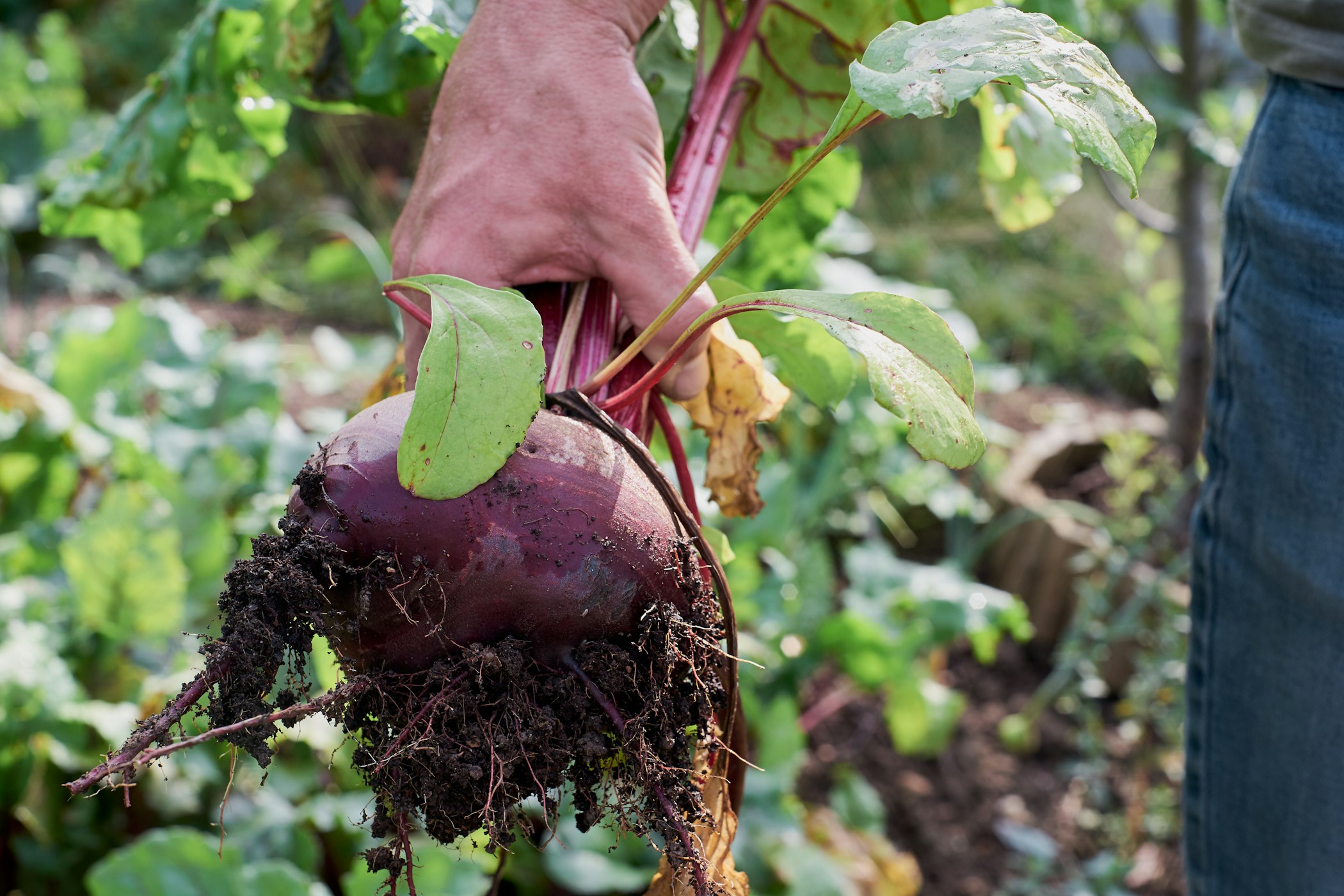 Man holding freshly picked beetroot