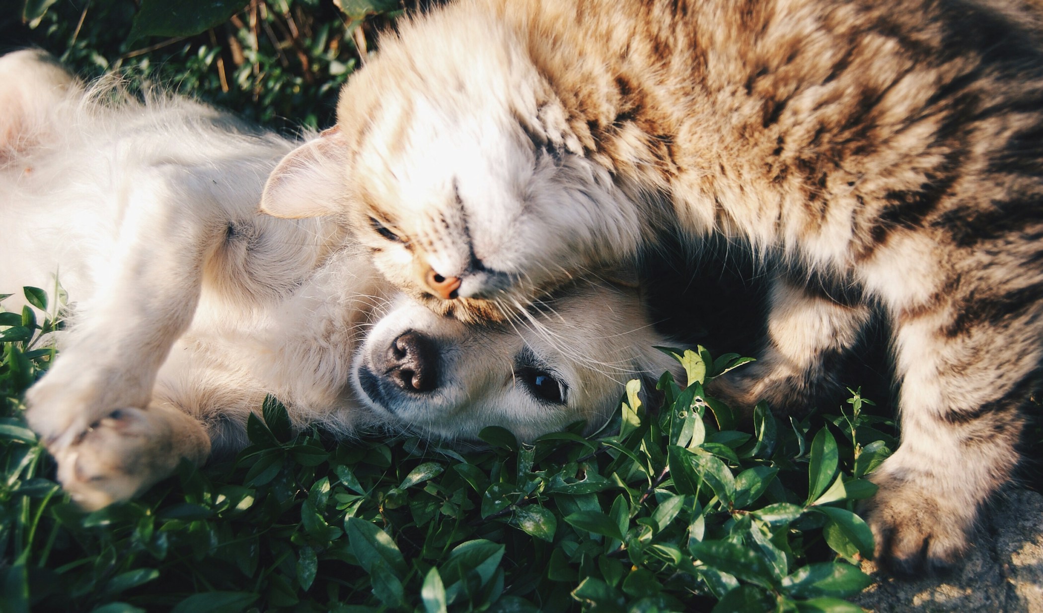 Real life best friends, a dog and its owner.