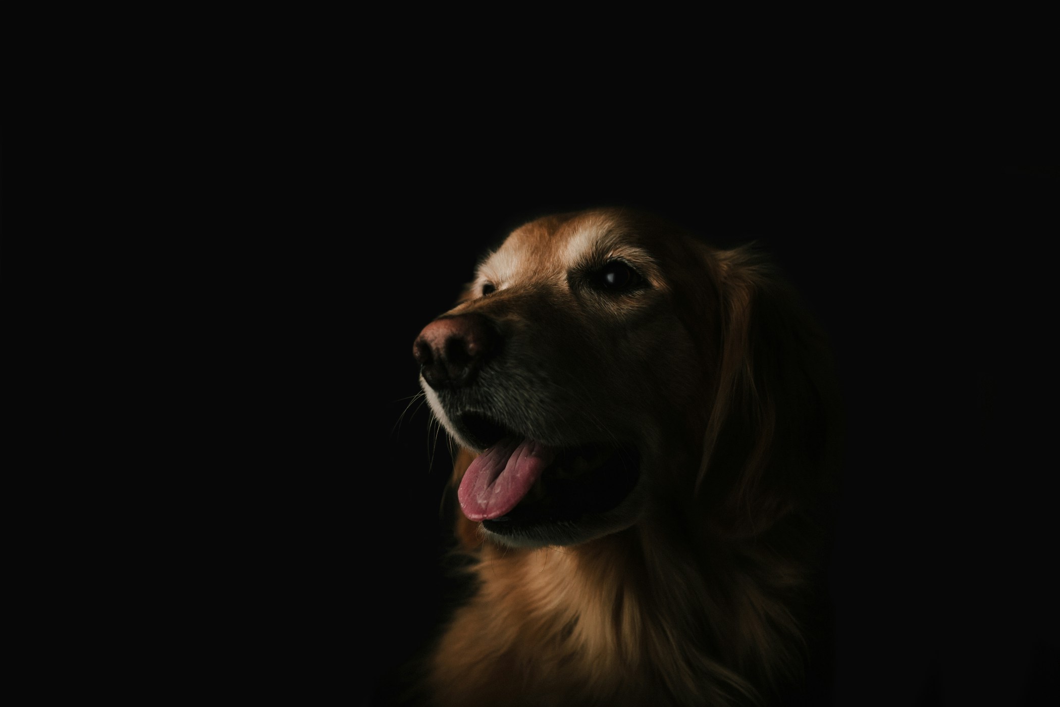 A happy golden retriever with dramatic lighting, celebrating the joy.