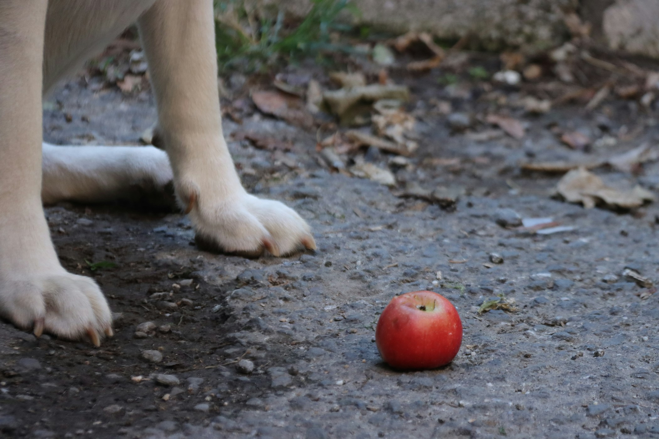 Dog with apple