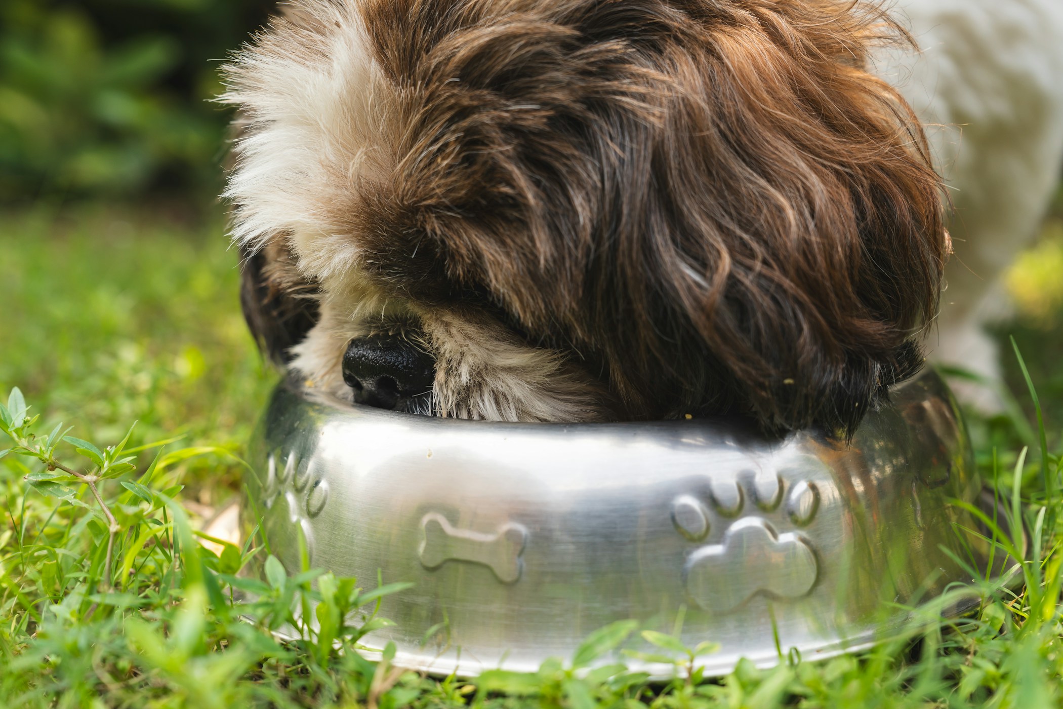 Shih Tzu eating from a silver dog bowl