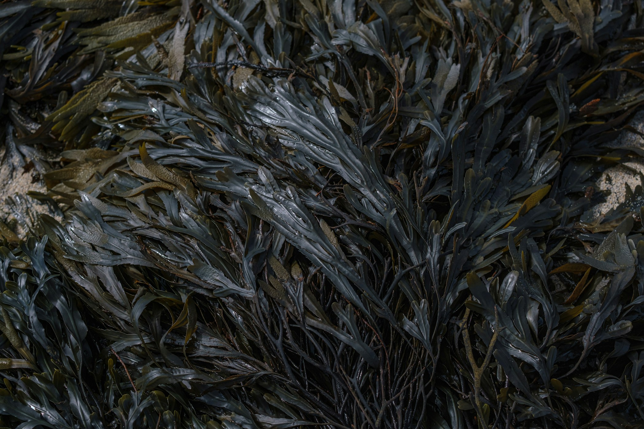 Some beautiful deep green seaweed