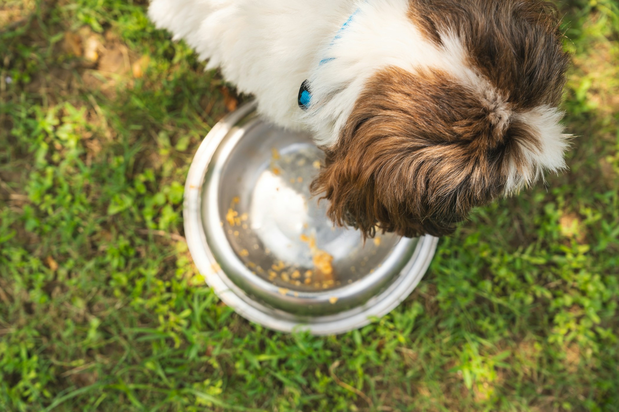 A bowl of ACANA dog food in a blue ceramic bowl