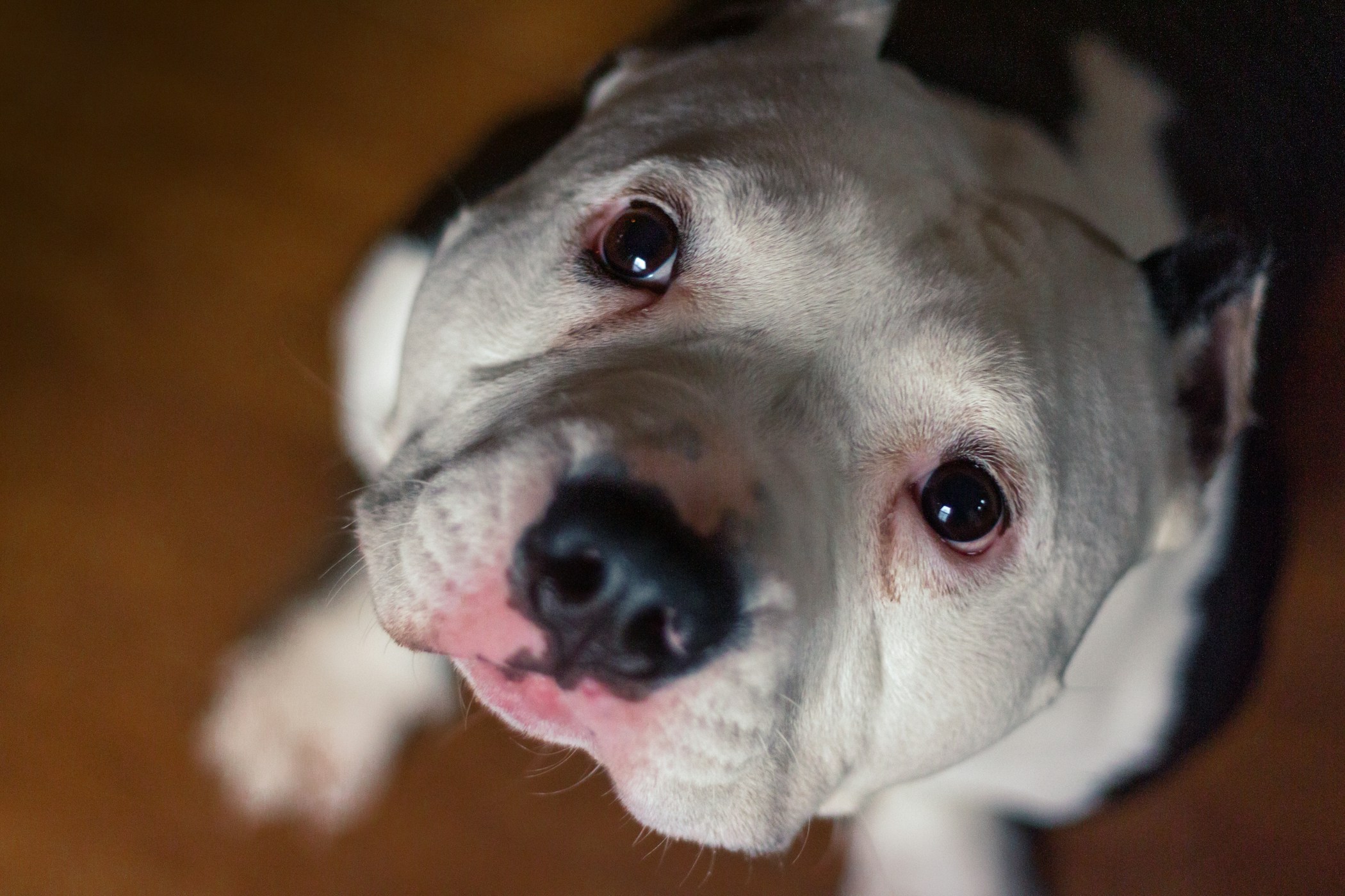 A dog looking up expecting a treat