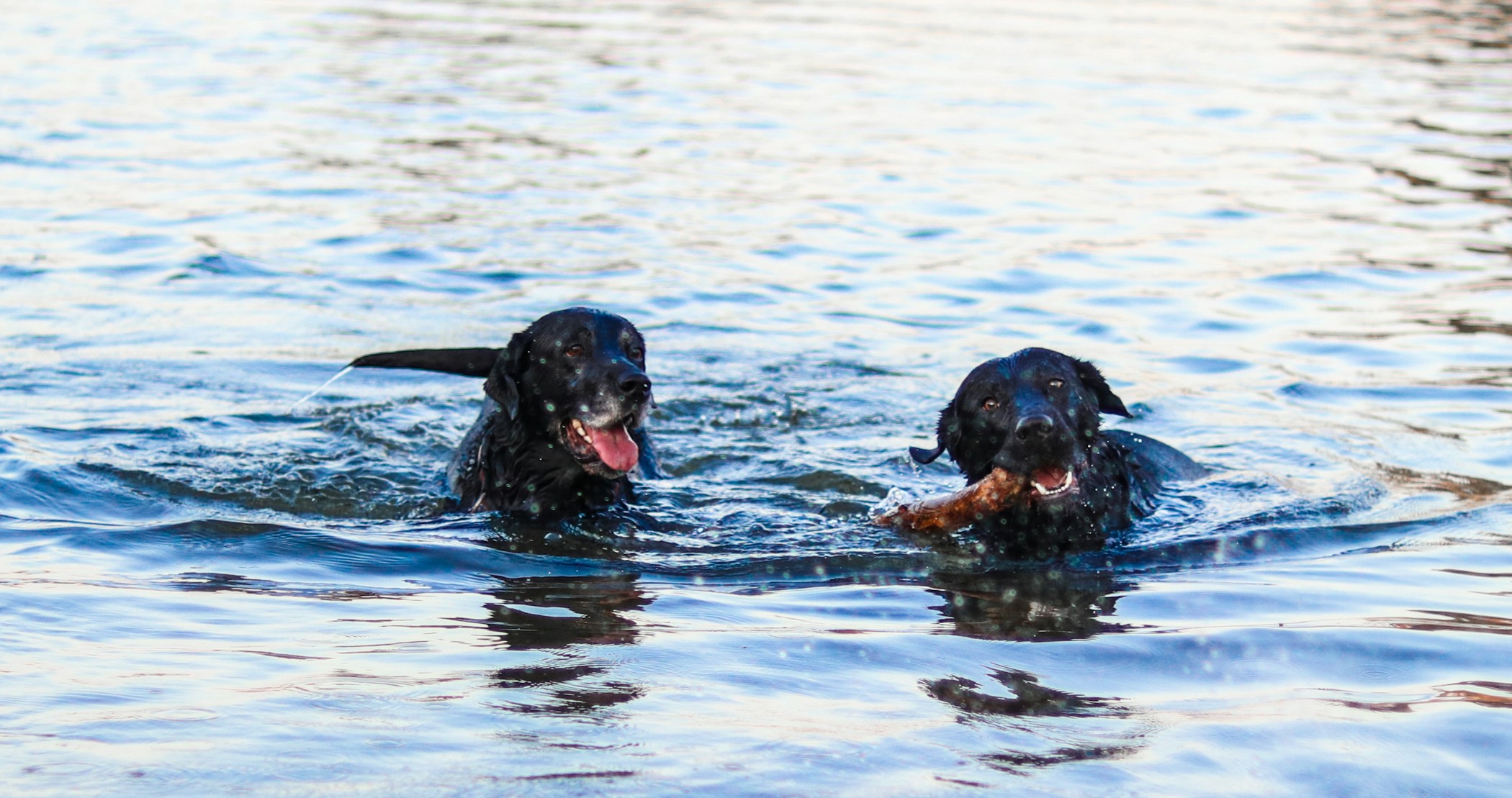 Two excited dogs playing fetch by a river