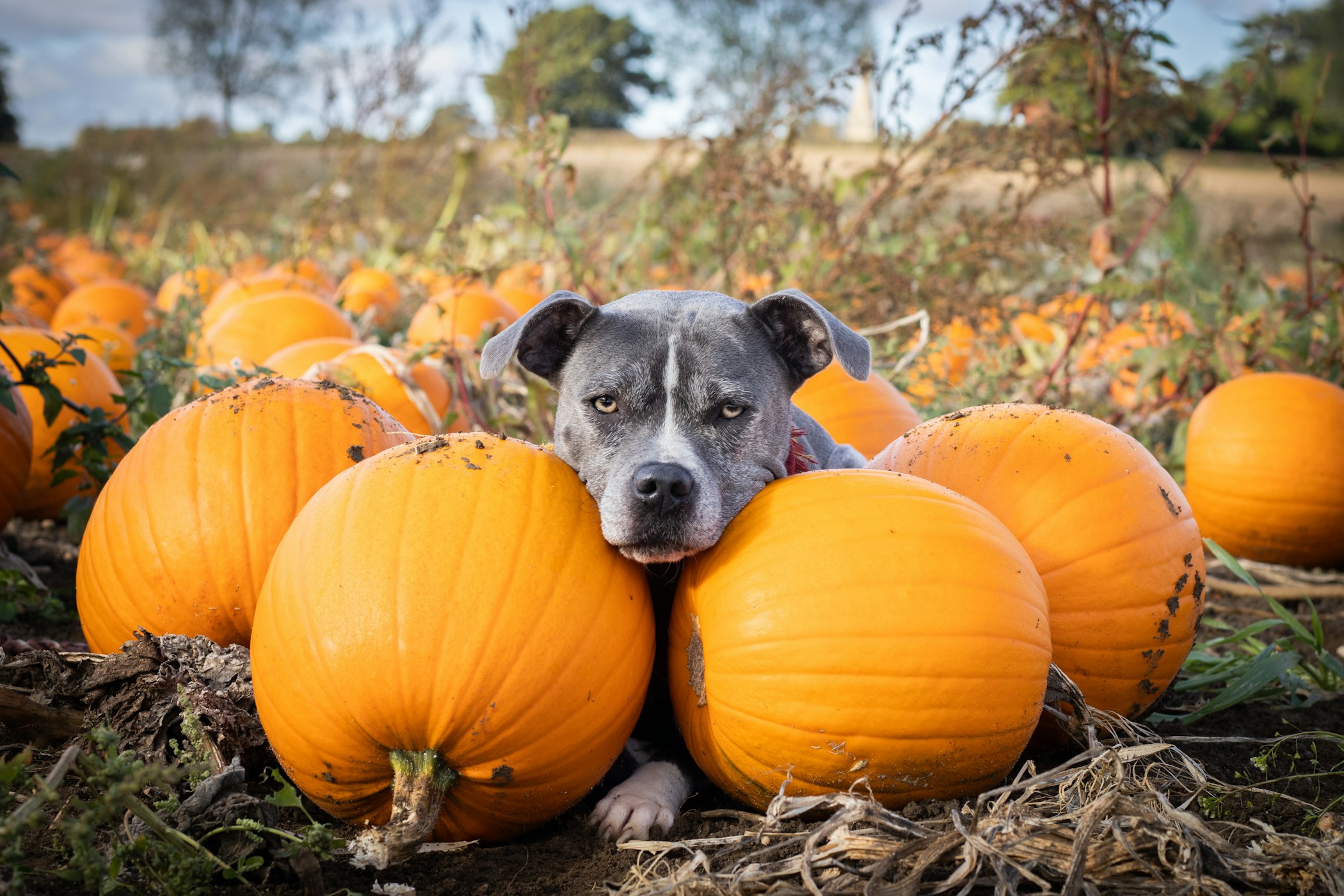 Dog with vegetables