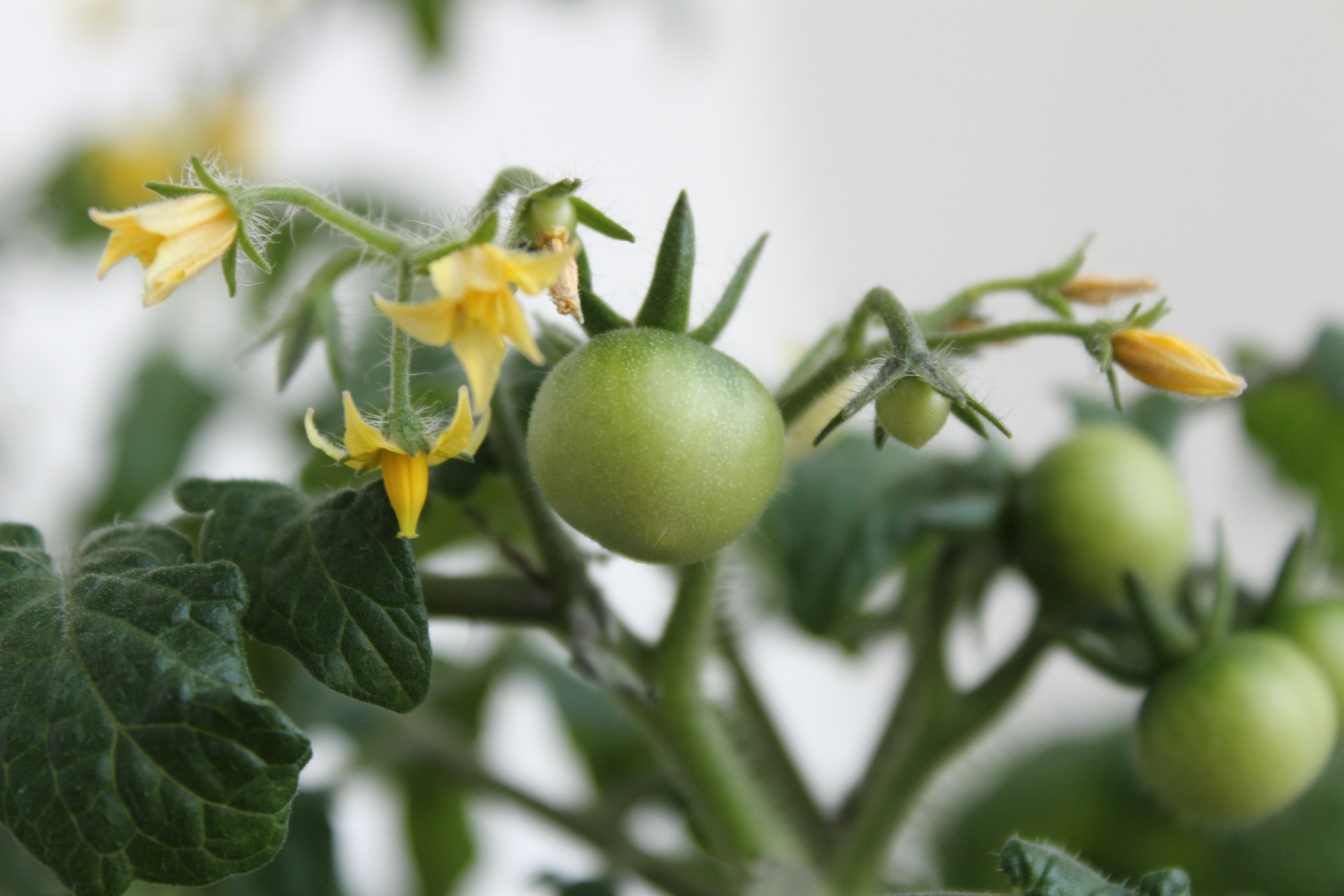 Tomato plant with flowers