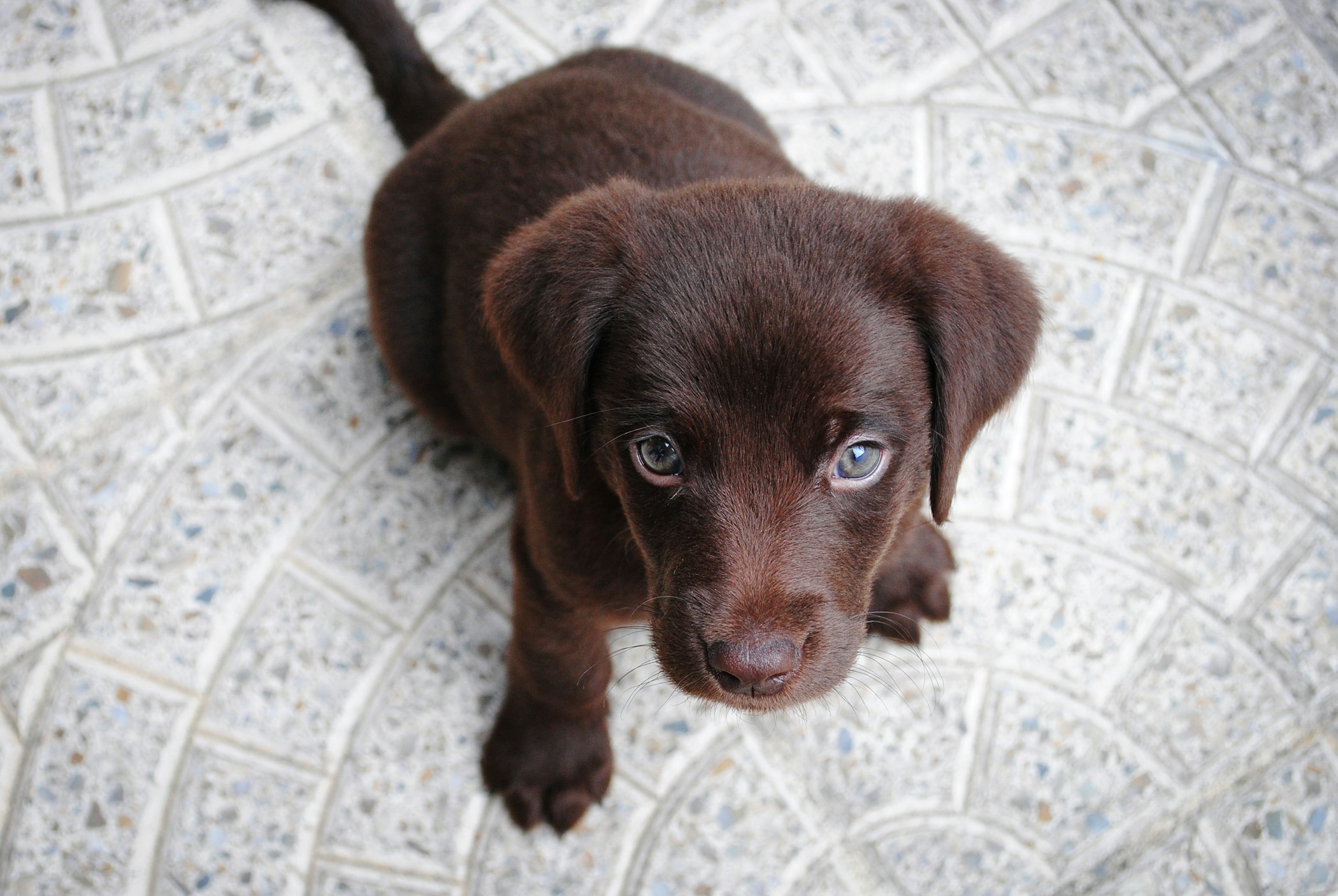 This is Choco, my chocolate Labrador pup